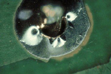 Figure 2: Burring on the copper pads caused this defect